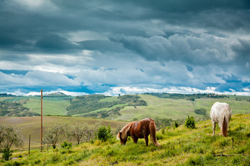 Horse in Tuscany