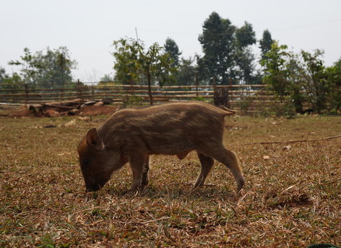 Laotischer Frischling