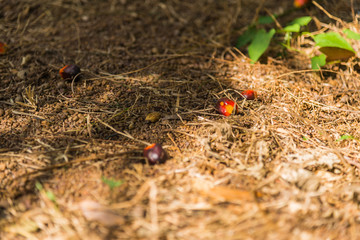Close up of fresh oil palm fruit on floor with selective focus