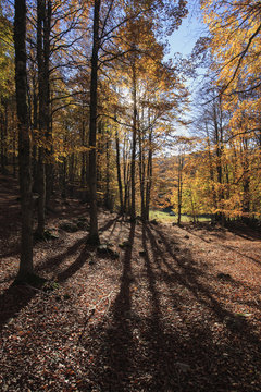 Ombre nel bosco all'alba