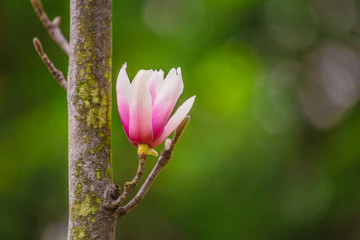 The sun of magnolia flower