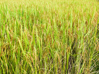 paddy field detail
