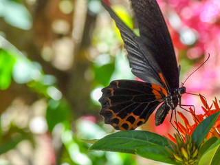 dark butterfly on flower