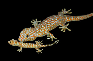 Tokay geckos