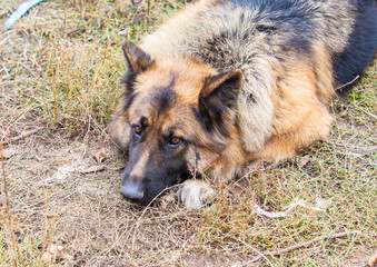 German Shepherd dog