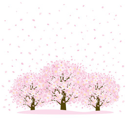 Fototapeta premium 桜