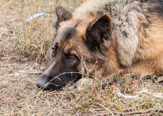 German Shepherd dog