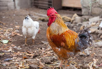 Rooster on traditional free range poultry farm
