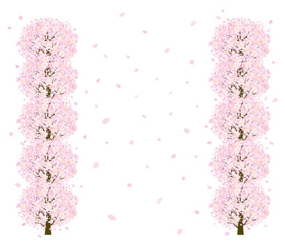 桜並木　縦