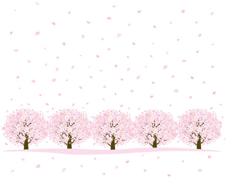 桜並木　横一列