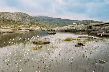 Mountains lake with cottongrass, cotton-grass or cottonsedge Eri
