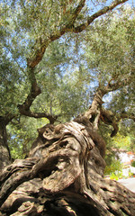 Fototapeta premium Ancient Olive Tree