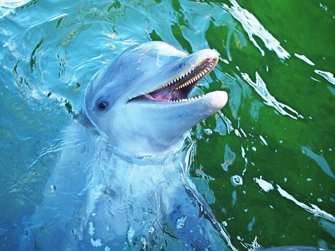 lachender Delfin