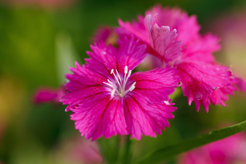 Obraz premium Pink carnation with pollen