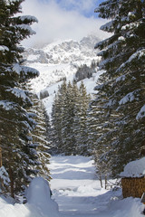 Im Winterwald