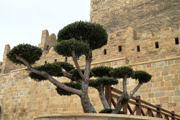 Obraz premium What age Fortress or trees.