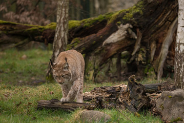 Luchs