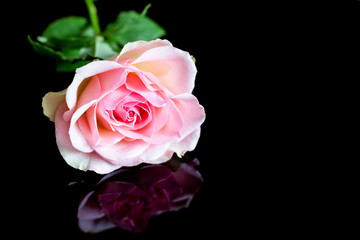 Pink rose on black
