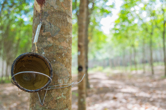 Bowl for tapping latex from rubber tree with selective focus