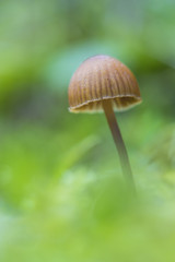 Seta Galerina