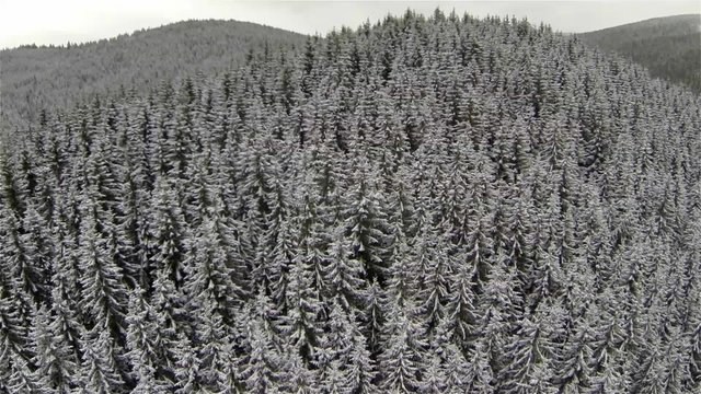 Aerial shot of coniferous forest in the Carpathian mountains, winter