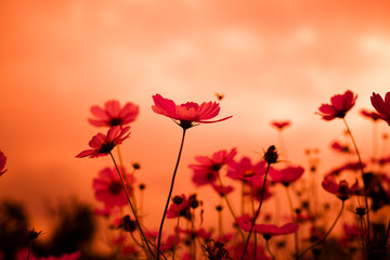 Abatract. Sweet color cosmos flowers in the bokeh texture soft blur with pastel tone for background