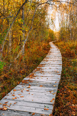 Fototapeta na wymiar Wooden boarding path way pathway in autumn forest near bog marsh