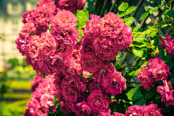 Bush of beautiful roses in a garden
