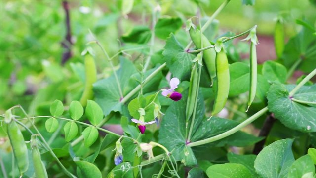 How To Grow Peas In Your Vegetable Garden