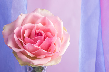 Pink rose on pastel background
