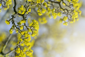European cornel branch with young blossoming