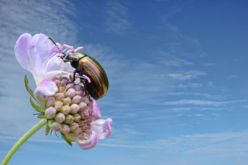 Regenbogen-Blattkäfer (Chrysolina cerealis) auf Tauben-Skabiose (Scabiosa columbaria)  © Schmutzler-Schaub