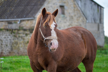 Kaltbl&uuml;ter auf Weide bei Roguennic