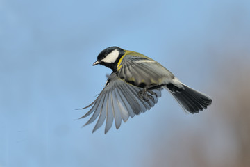 Flying Great tit against blue sky background