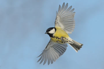 Flying Great tit against blue sky background - 104646385