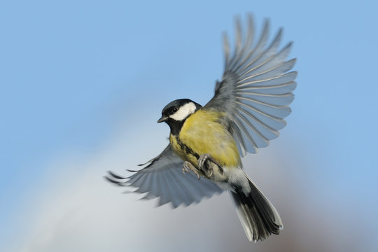 Flying Great tit against blue sky background