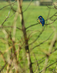 Eurasian kingfisher Alcedo atthis on a branch at Marlot, The Hague watching for its prey