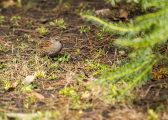 Dunnock (Prunella modularis)