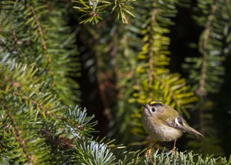 Goldcrest (Regulus Regulus)