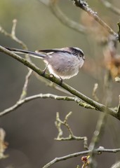Long Tailed Tit (Aegithalos caudatus)