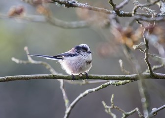 Long Tailed Tit (Aegithalos caudatus)