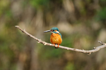 止まり木のカワセミ