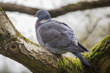 Wood Pigeon (Columba palumbus)