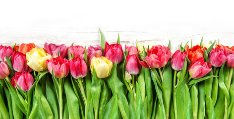 Tulips. Spring flowers pink yellow red