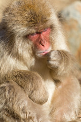 Monkey close up
