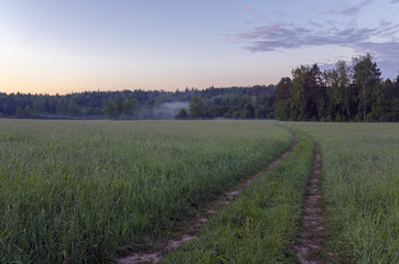 Fototapeta premium Road in the field