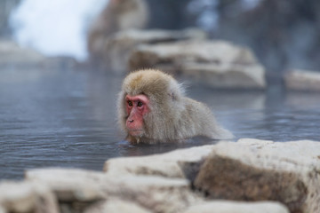Monkey enjoy hot spring in Japanese
