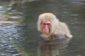 Monkey enjoy onsen in Japanese