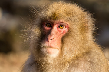 Monkey in Japan