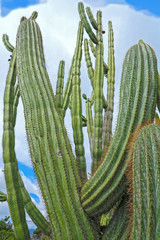 Cactus géant Funchal